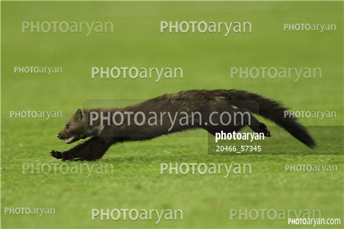 استقلال 1-العین امارات 0 -96/03/01-